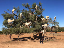 Goats in Argon Tree